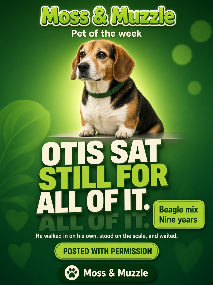 Moss & Muzzle post: "OTIS SAT STILL FOR ALL OF IT.", a tricolour beagle mix sitting square on a stainless exam table.